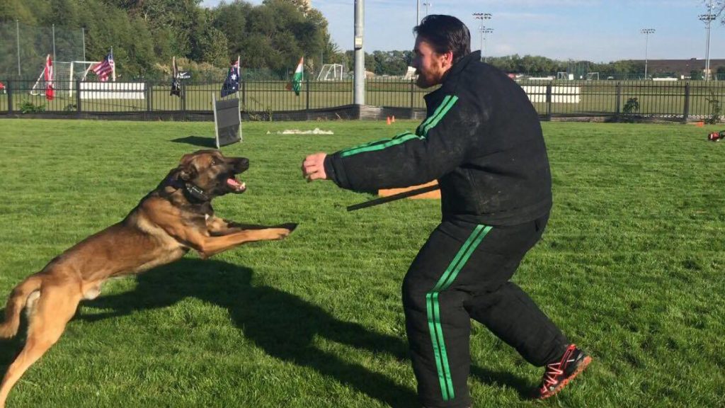 Pat Stuart working a Belgian Shepherd